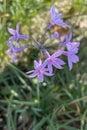 Tulbaghia violacea, commonly known as society garlic Royalty Free Stock Photo