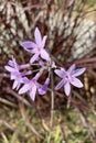 Tulbaghia violacea, commonly known as society garlic Royalty Free Stock Photo