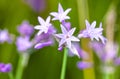 Tulbaghia Violacea