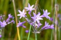 Tulbaghia Violacea