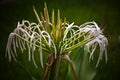 Tulbaghia violacea plant, close up