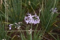 Tulbaghia violacea with purple flowers