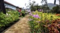 Tulbaghia violacea or Society Garlic bright purple flower star shape blooming at the garden Royalty Free Stock Photo