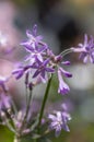 Tulbaghia violacea society garlic flowers in bloom, pink agapanthus flowering plant Royalty Free Stock Photo