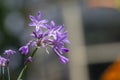 Tulbaghia violacea society garlic flowers in bloom, pink agapanthus flowering plant Royalty Free Stock Photo