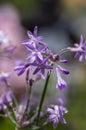 Tulbaghia violacea society garlic flowers in bloom, pink agapanthus flowering plant Royalty Free Stock Photo