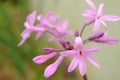 Tulbaghia violacea, society garlic or pink agapanthus