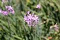 Tulbaghia violacea, Society garlic, Pink agapanthus