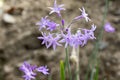 Tulbaghia violacea, society garlic, pink agapanthus