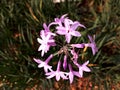 Tulbaghia violacea - Society Garlic, pink flower, close up. Pink Agapanthus or wild garlic is herbaceous, perennial, Royalty Free Stock Photo