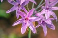 Tulbaghia violacea Society garlic Wild flowers during spring, Cape Town Royalty Free Stock Photo