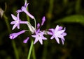 Tulbaghia Violacea