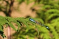 Tule Bluet Damselfly  814902 Royalty Free Stock Photo