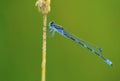 Tule Bluet Damselfly  44594 Royalty Free Stock Photo