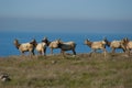 Tule Elk Royalty Free Stock Photo