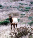 Tule Elk Royalty Free Stock Photo