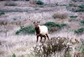 Tule Elk Royalty Free Stock Photo