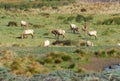 Tule Elk Royalty Free Stock Photo