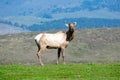 Tule elk bull stands on green grass and looks at the camera. The male elk is without antlers at the beginning antlers of the Royalty Free Stock Photo