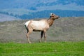 Tule elk bull stands on green grass. Royalty Free Stock Photo