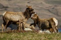 Tule Elk (Cervus canadensis)