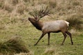 Tule Elk (Cervus canadensis)
