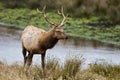 Tule Elk (Cervus canadensis)