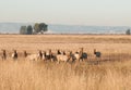 Tule elk herd Royalty Free Stock Photo