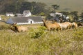 Tule Elk in Northern Californi Royalty Free Stock Photo