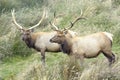 Tule Elk Royalty Free Stock Photo