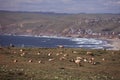 Tule Elk at Seashore