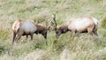 Tule Elk Sparring Royalty Free Stock Photo