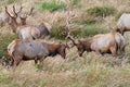 Tule Elk Sparring Royalty Free Stock Photo