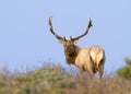 Tule Elk in Sunset light Royalty Free Stock Photo