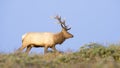 Tule Elk in Sunset light Royalty Free Stock Photo