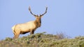 Tule Elk in Sunset light Royalty Free Stock Photo
