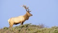 Tule Elk in Sunset light Royalty Free Stock Photo