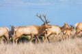 Tule elks Royalty Free Stock Photo