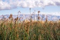 Tule reeds in the marshes of south San Francisco bay, Sunnyvale, California