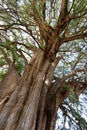 Tule tree in Mexico Royalty Free Stock Photo