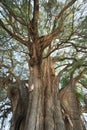 Tule tree in Mexico