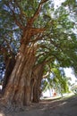 Tule tree in Mexico