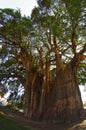 Tule tree in Mexico