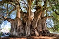 Tule tree Royalty Free Stock Photo