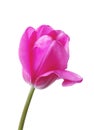 Tulip Royalty Free Stock Photo