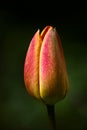 Tulip