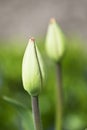 Tulip Royalty Free Stock Photo