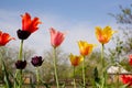 Tulip Royalty Free Stock Photo