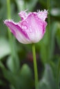 Tulip Royalty Free Stock Photo