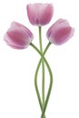 Tulip Royalty Free Stock Photo